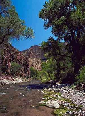 Photo of typical riparian community