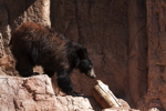 Thumbnail of bear_20150329_03.jpg
