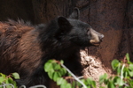 Thumbnail of bear_20150329_07.jpg
