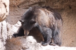 Thumbnail of bear_20150330_01.jpg