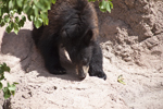 Thumbnail of bear_20150330_03.jpg