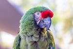 Thumbnail of LR5_4693.jpg