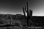 Thumbnail of HHP_AboveGround_DSC_1732bw.jpg