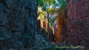 Thumbnail of HHP_AravaipaSheltered_DSC_1379.jpg