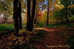 Thumbnail of HHP_BearWallow_DSC_0062.jpg