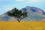 Thumbnail of HHP_ShadeTree_dsc_3257.jpg