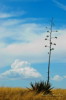 Thumbnail of HHP_WesternSkies_DSC_3261.jpg