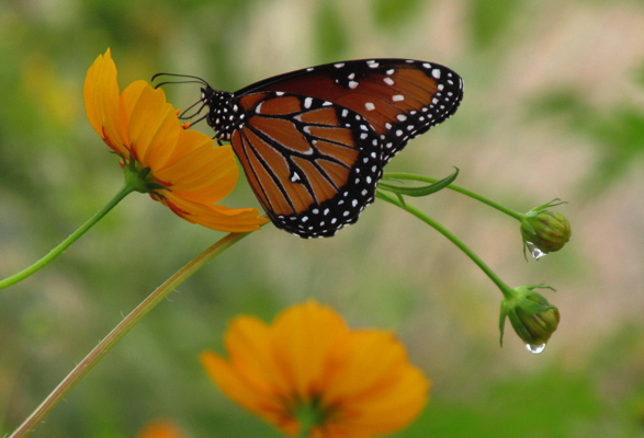 09_Krasofski-Queen_Butterfly_in_the_rain.jpg