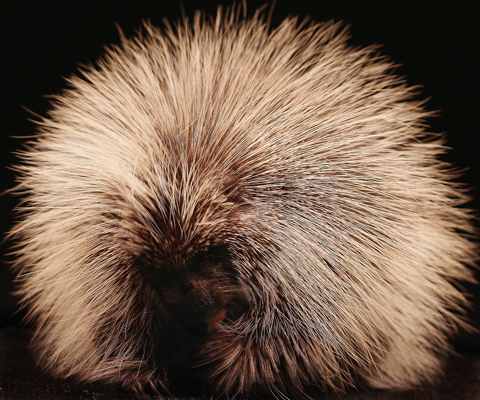 14_Pavlovich-Rue_The_Porcupine.jpg