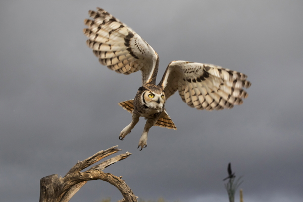 15_McCrorey-Flying_in_the_winter_rain.jpg