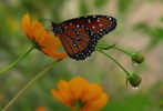 Thumbnail of 09_Krasofski-Queen_Butterfly_in_the_rain.jpg