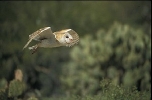 Thumbnail of 004.jpg