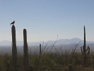 Thumbnail of DEMO11-5-05.jpg