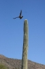 Thumbnail of harris-hawks-005.jpg