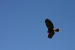 Thumbnail of harris-hawks-012.jpg