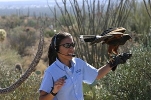 Thumbnail of harris-hawks-115.jpg