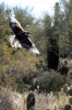 Thumbnail of hawk-006.jpg