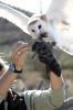 Thumbnail of owl-044.jpg