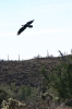 Thumbnail of raven-011.jpg