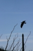 Thumbnail of raven-012.jpg
