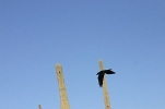 Thumbnail of raven-028.jpg