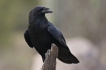 Thumbnail of rff_15.jpg