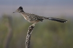 Thumbnail of rff_50.jpg