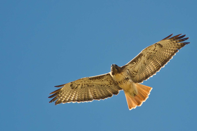 Red-tailed Hawk by Lance Wilson