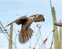 Thumbnail of IMG_2371.jpg
