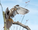 Thumbnail of IMG_2372.jpg