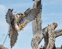 Thumbnail of IMG_2373.jpg