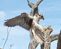 Thumbnail of IMG_2374.jpg