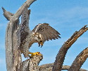 Thumbnail of IMG_2375.jpg