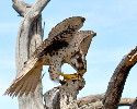 Thumbnail of IMG_2376.jpg
