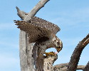 Thumbnail of IMG_2377.jpg