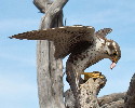 Thumbnail of IMG_2379.jpg