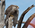 Thumbnail of IMG_2380.jpg