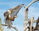Thumbnail of IMG_2448.jpg
