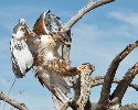 Thumbnail of IMG_2449.jpg