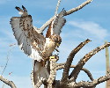 Thumbnail of IMG_2450.jpg