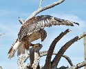 Thumbnail of IMG_2451.jpg