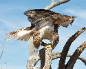 Thumbnail of IMG_2452.jpg