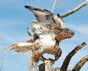 Thumbnail of IMG_2453.jpg