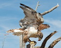 Thumbnail of IMG_2454.jpg