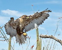 Thumbnail of IMG_2465.jpg