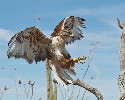 Thumbnail of IMG_2466.jpg