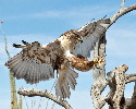Thumbnail of IMG_2467.jpg