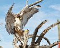 Thumbnail of IMG_2468.jpg