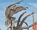 Thumbnail of IMG_2469.jpg