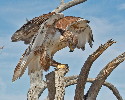 Thumbnail of IMG_2470.jpg